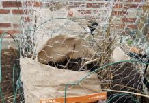 Urban Potato Tower Garden Potato Tower - gold rush potatoes