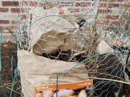 Urban Potato Tower Garden Potato Tower - gold rush potatoes