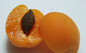 Apricots Apricot cut