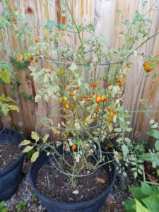 Cherry Tomatoes July 2017 Barrel Garden
