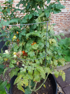 Lg Cherry Tomatoes July 2017 Barrel Garden