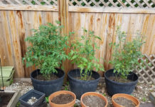 Garden Barrels barrel garden May 2017