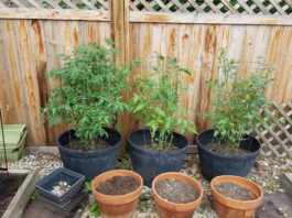 Garden Barrels barrel garden May 2017