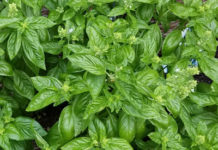 Basil
