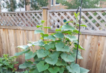 Cucumber Garden cucumber brush 2017