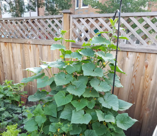 Cucumber Garden cucumber brush 2017