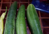 Cucumbers cucumbers 2017