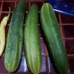 Cucumbers cucumbers 2017