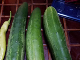 Cucumbers cucumbers 2017
