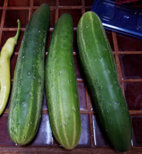 cucumbers 2017