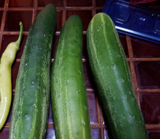 Cucumbers cucumbers 2017