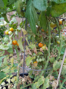 hidden Lg Cherry Tomatoes July 2017 Barrel Garden