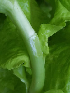 lettuce nutrients at pick point