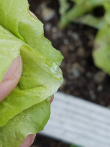 lettuce nutrients