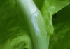 Nutrients Oozed Out – Why Grow Your Own Lettuce? lettuce nutrients ooze