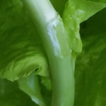 Nutrients Oozed Out – Why Grow Your Own Lettuce? lettuce nutrients ooze