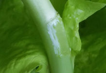 Nutrients Oozed Out – Why Grow Your Own Lettuce? lettuce nutrients ooze