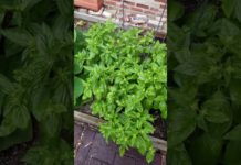 Urban Garden 20 ft x 15 ft