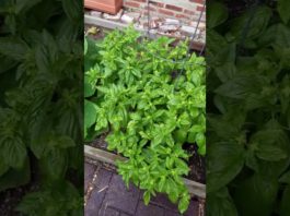 Urban Garden 20 ft x 15 ft