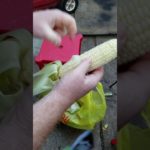 Shucking Corn