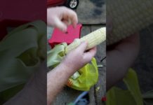 Shucking Corn