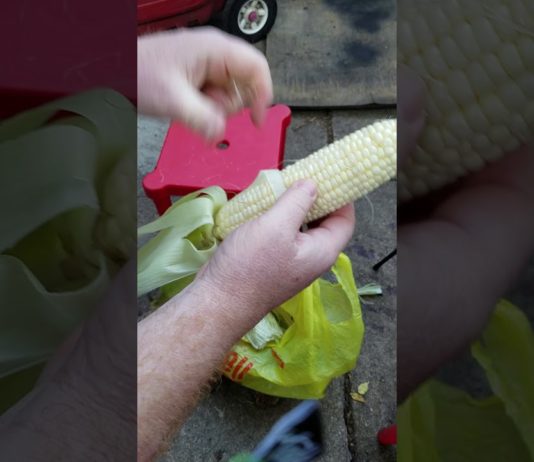 Shucking Corn