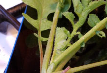 Eating Radish Leaves – Go for It! radish