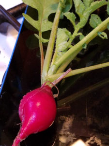 radish