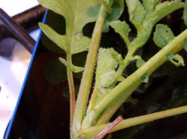 Eating Radish Leaves – Go for It! radish