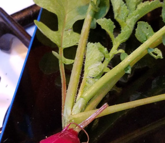 Eating Radish Leaves – Go for It! radish
