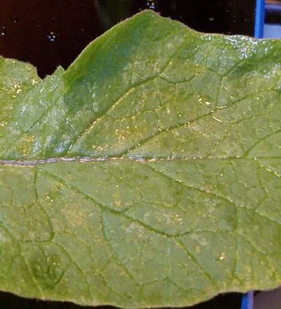 radish leaf