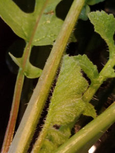 radish leaf spikes