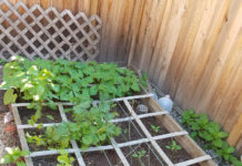 Square Foot Garden June 11 2017 square foot garden June 11 2017