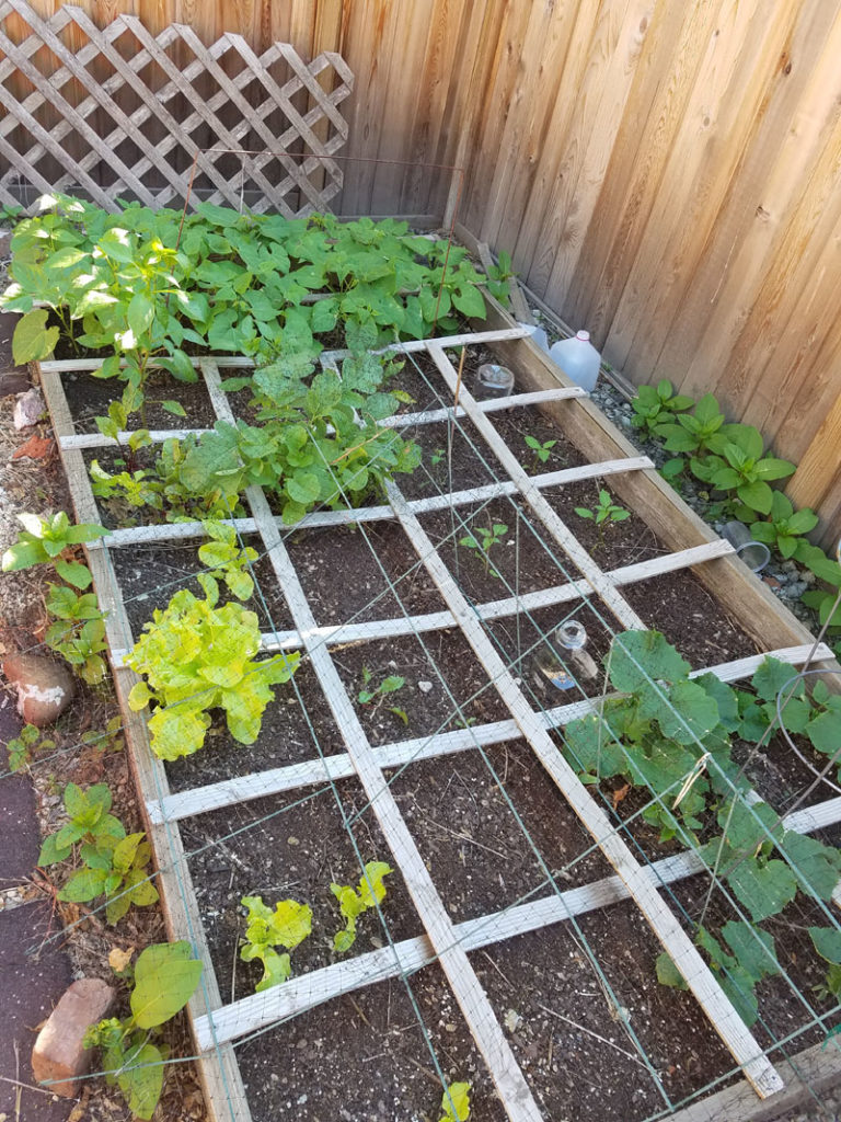 square foot garden June 11 2017