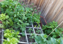 Square Foot Garden Experiment 2017 square foot garden june 2017