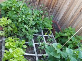 Square Foot Garden Experiment 2017 square foot garden june 2017