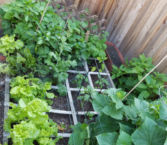 Square Foot Garden June 30 2017 square foot garden june 2017