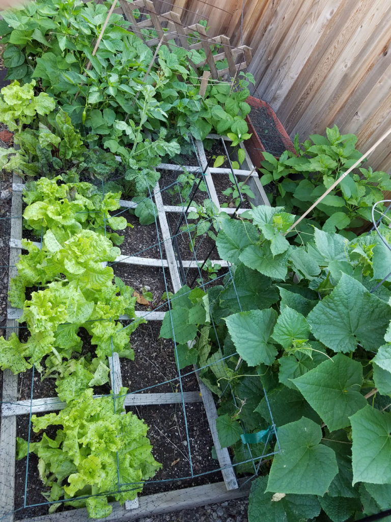 square foot garden june 2017