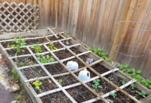 Square Foot Garden May 29 2017 square foot garden may 2017 we started late this year
