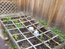 Square Foot Garden May 29 2017 square foot garden may 2017 we started late this year