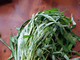 Water Spinach – Green water spinach green